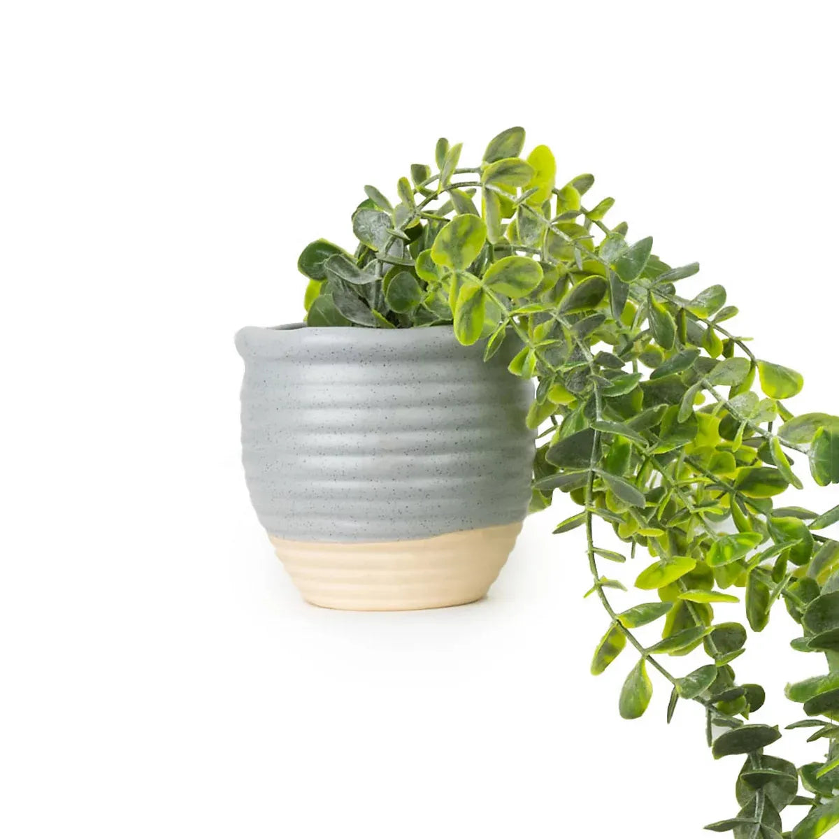 50cm Eucalyptus Artificial plant in Grey Ceramic Pot