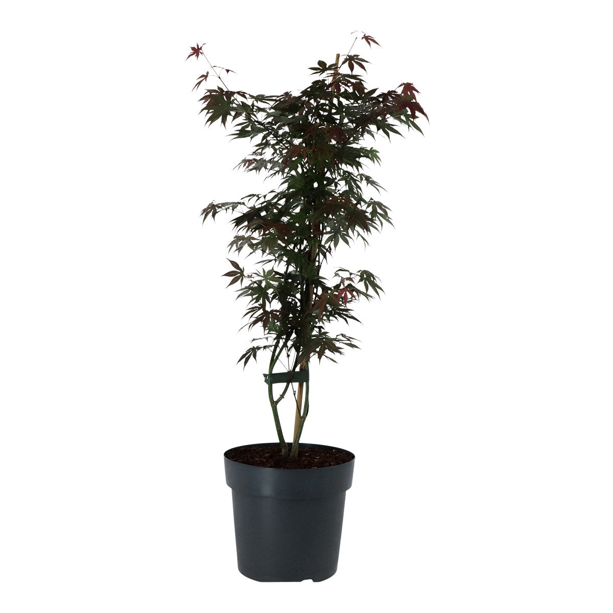 Verve Assorted 7.5L Acer Shrub